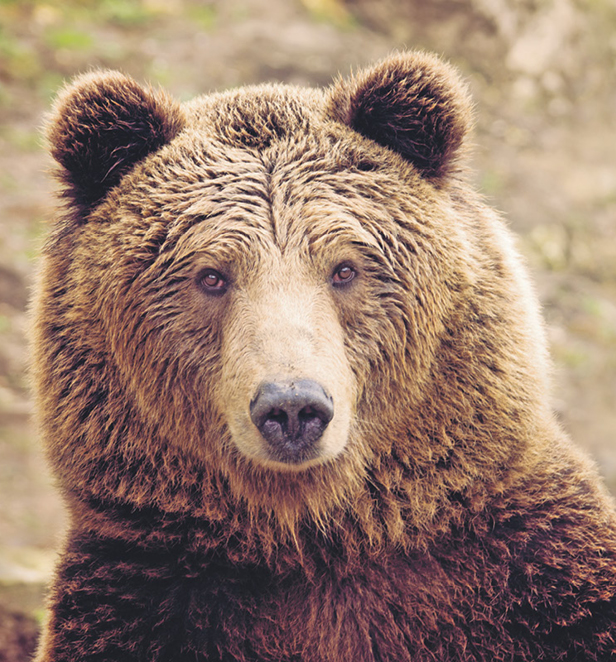 Bear
