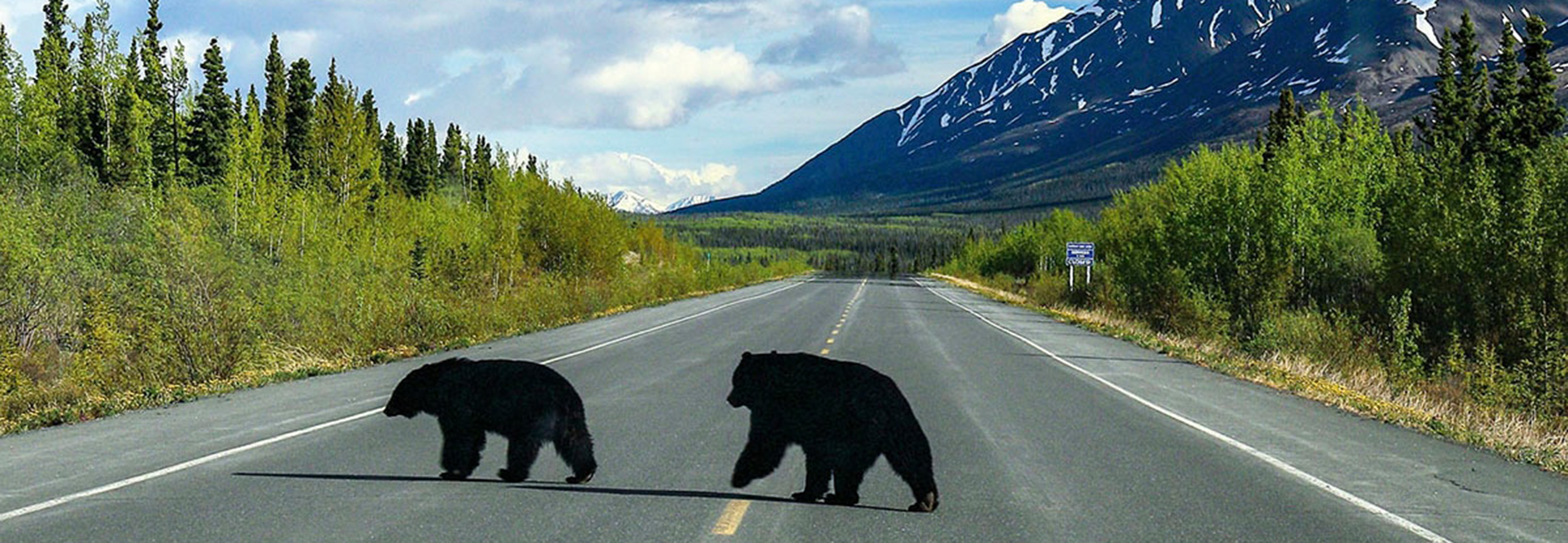 Curious black bears